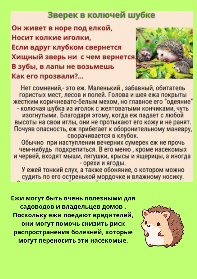 Забавный еж.