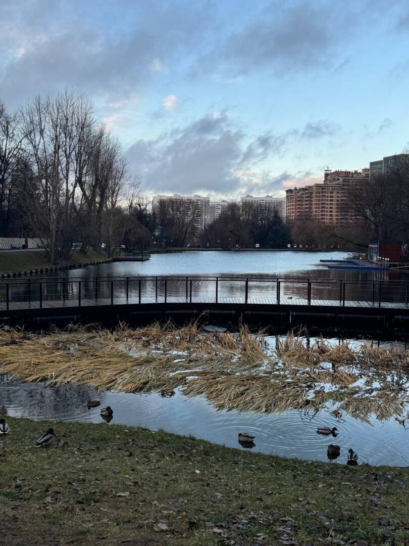 Леса в Москве