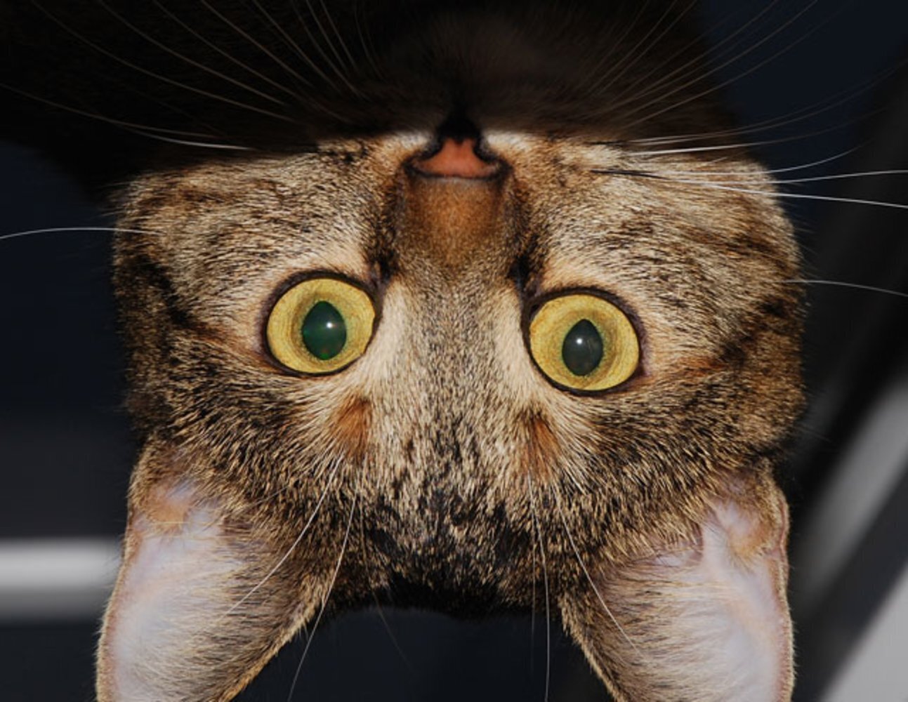 Весело, интересно и забавно: истории для отличного настроения