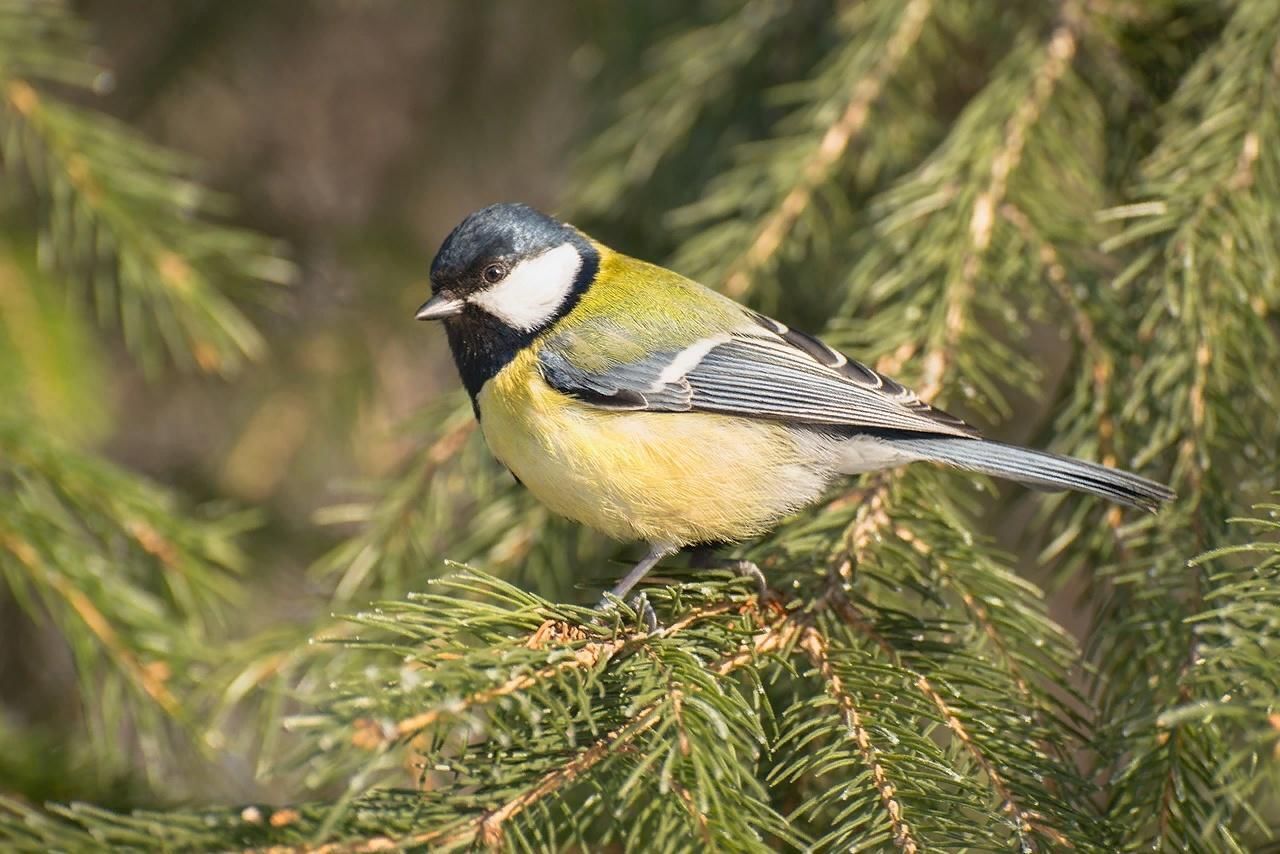 Природа без масок: хищники среди нас.