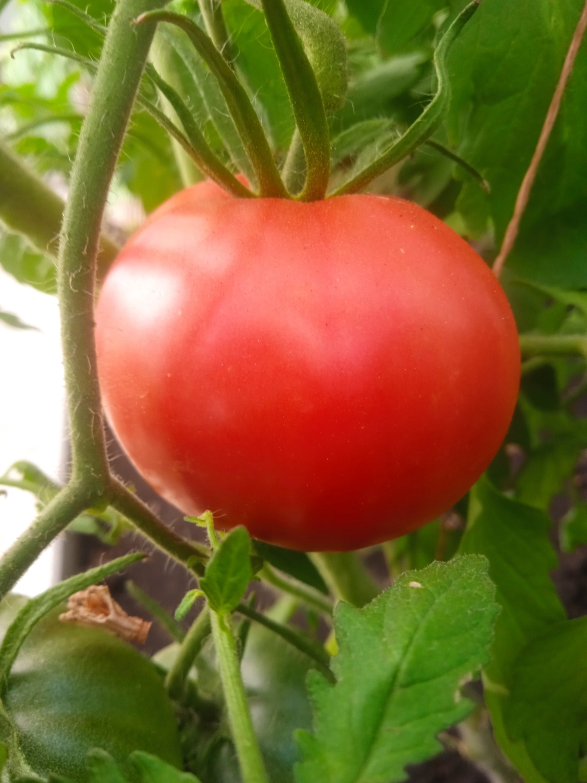 Прелести своей теплицы: от раннего до позднего урожая томатов и огурцов на своем участке