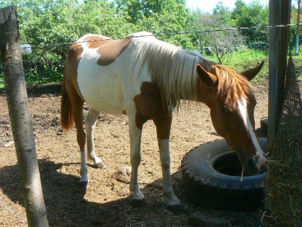 Отпуск / В память о друге/
