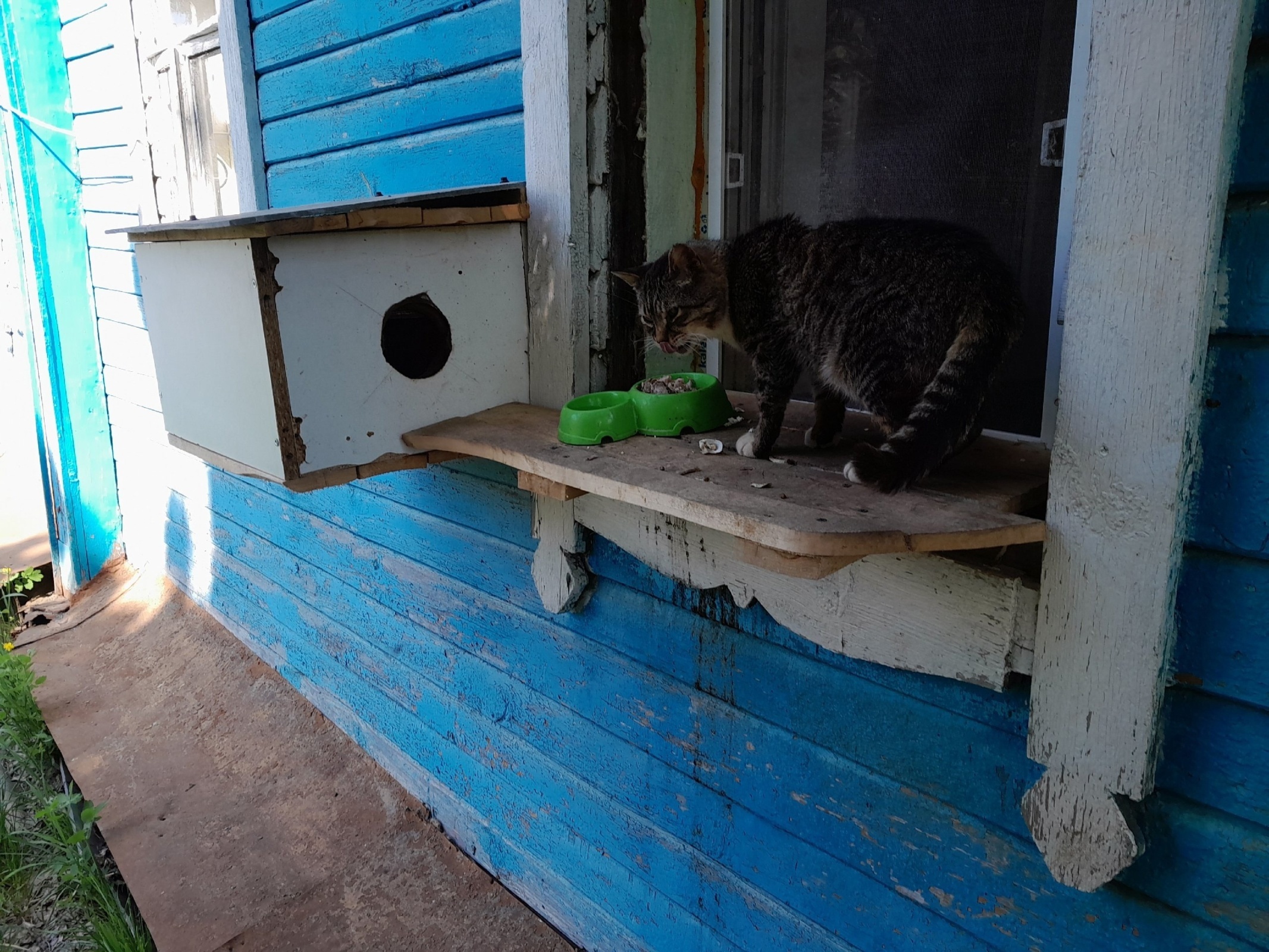 Эти невыносимые, надоедливые кошки.