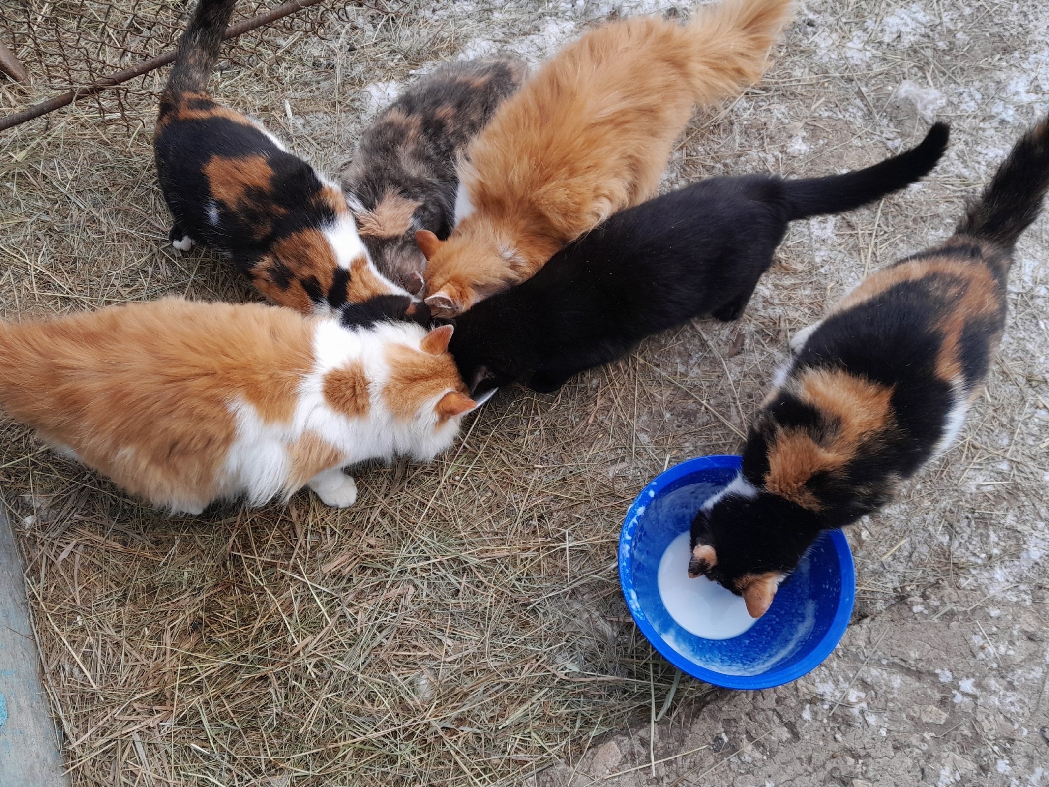 Эти невыносимые, надоедливые кошки.