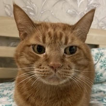 Соня, г. Москва