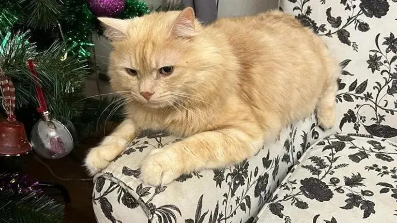 Пушистые врачи: как животные лечат наши души и тела?