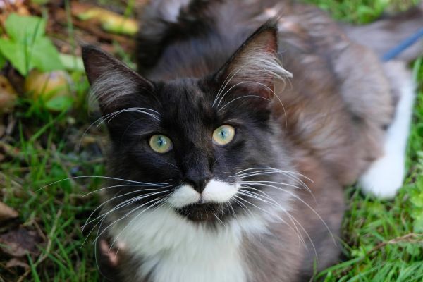 Усы — компас в мире теней.