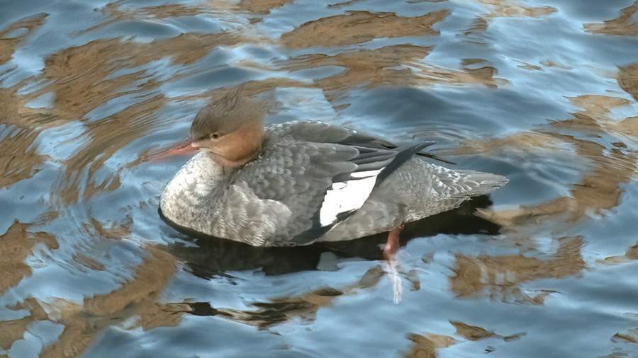Хищная утка: петербургская сказка наяву.