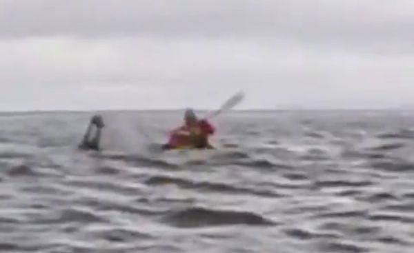 «Китовая история: от захвата до свободы!»