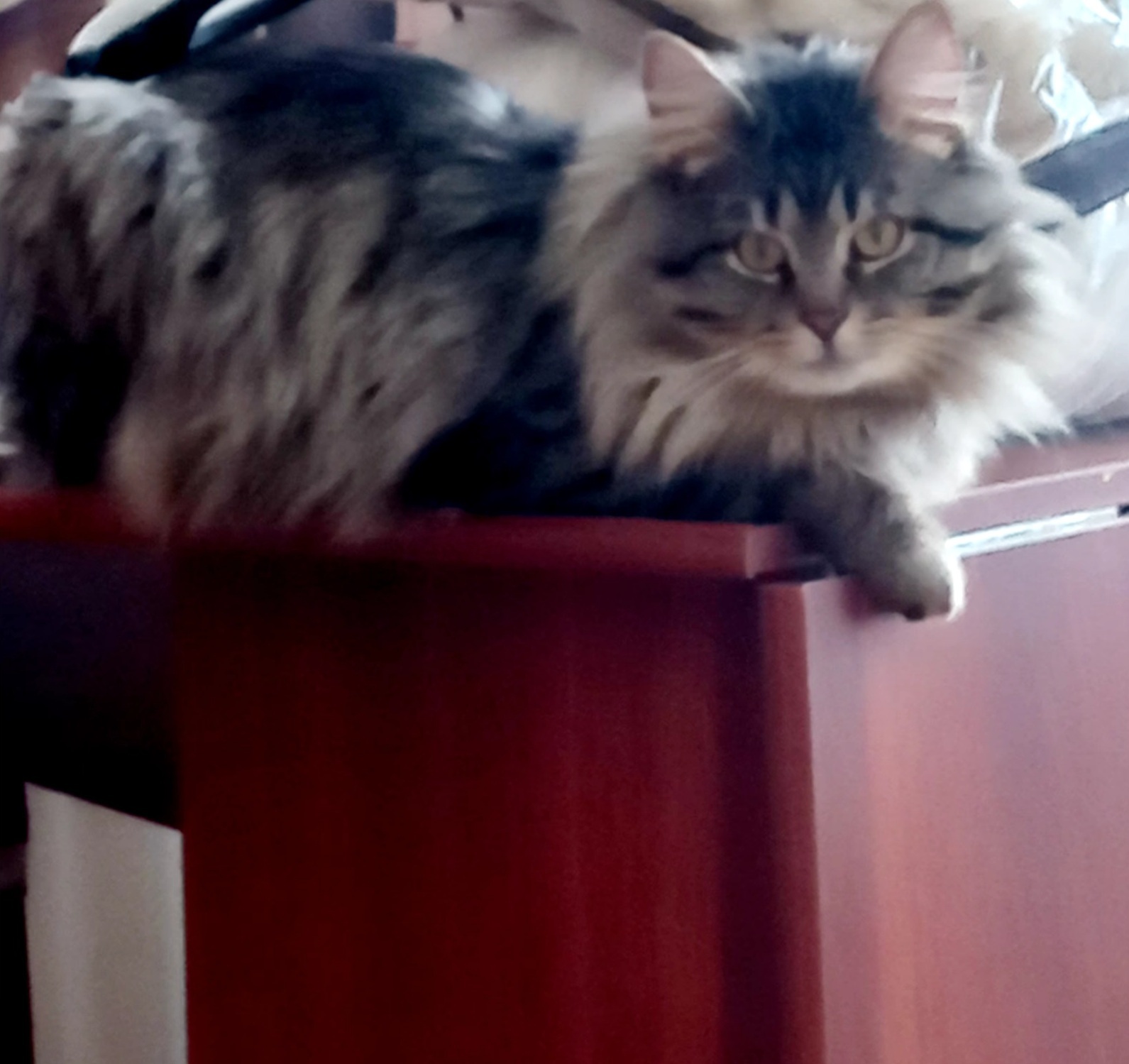 Неверно выбранный истец по делу перечеркнул предыдущее удовлетворенное решение. Хотите про котиков?