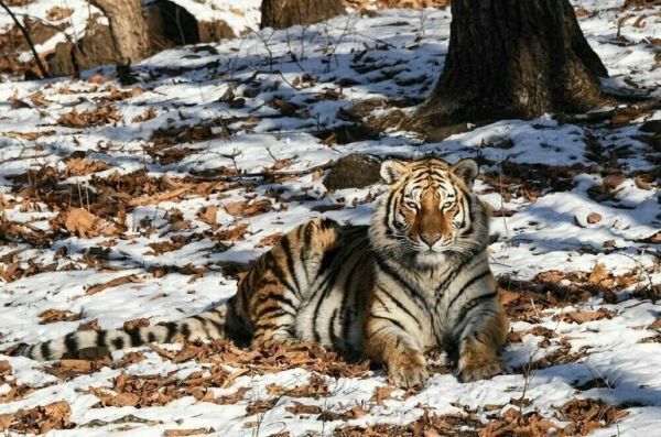 Амурский Тигр — символ дикой свободы!