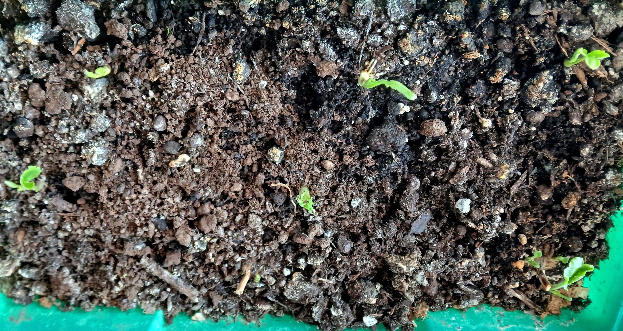 Не взошли совсем. Как бороться с семенным беспределом и кому жаловаться на плохую всхожесть семян