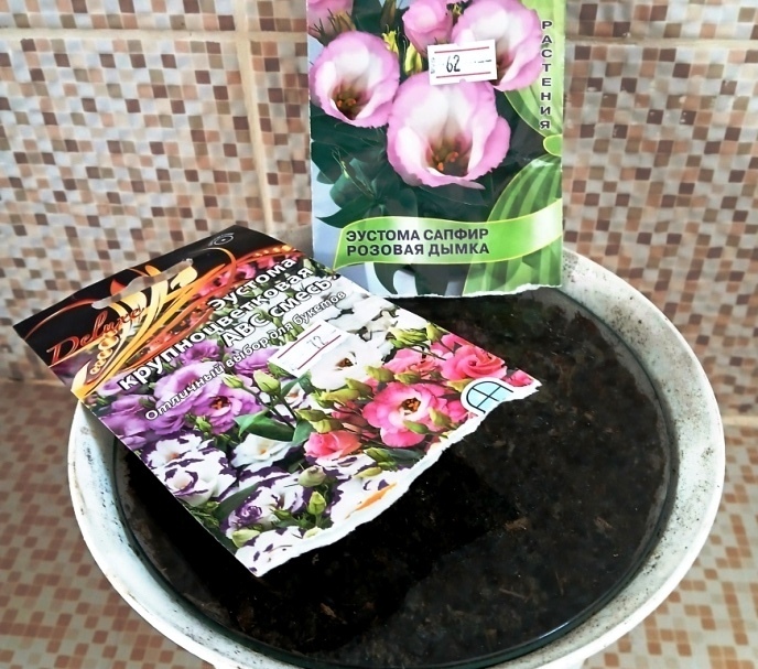 Не взошли совсем. Как бороться с семенным беспределом и кому жаловаться на плохую всхожесть семян