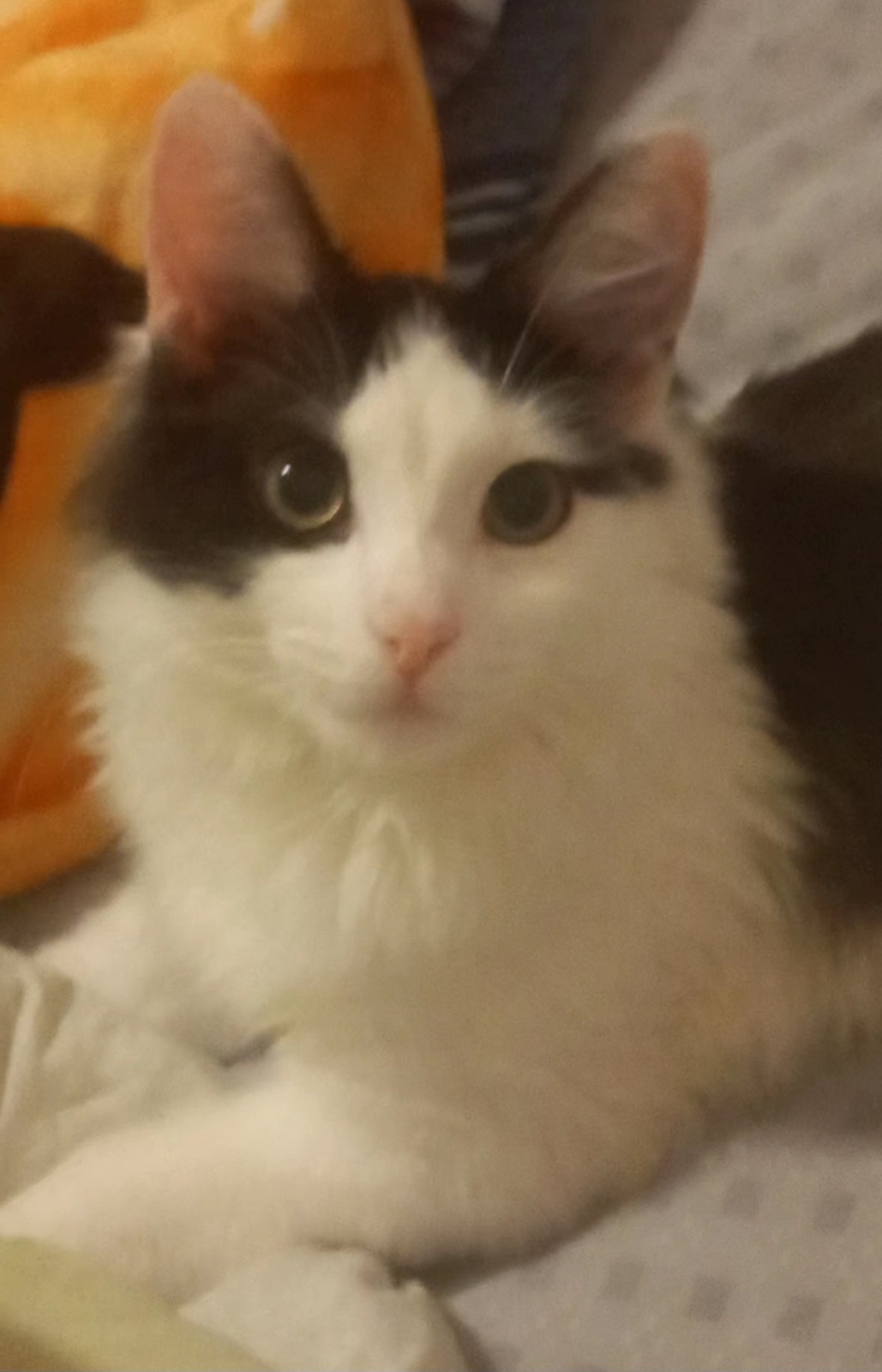 Неверно выбранный истец по делу перечеркнул предыдущее удовлетворенное решение. Хотите про котиков?