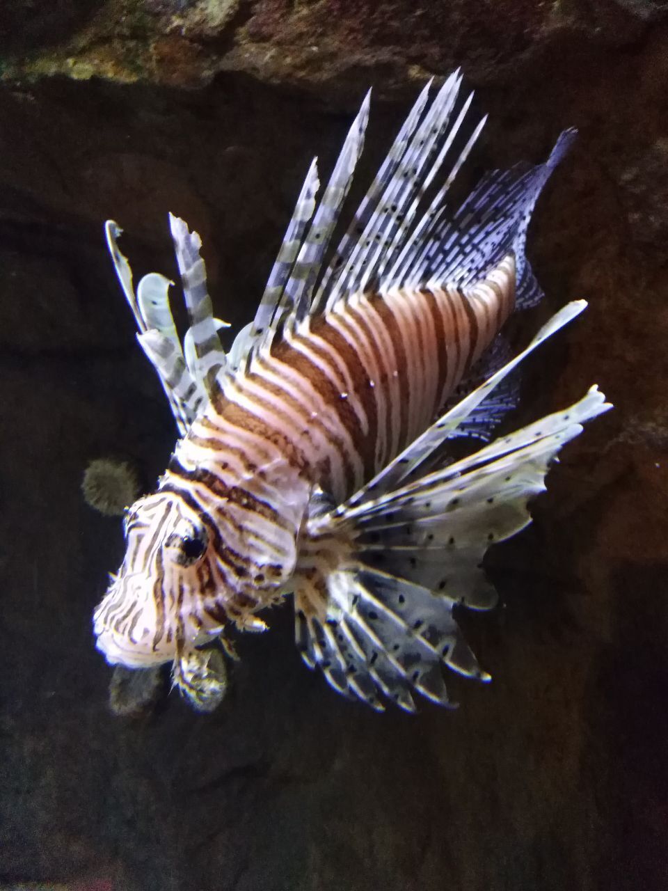 Морские обитатели в Питерском океанариуме.