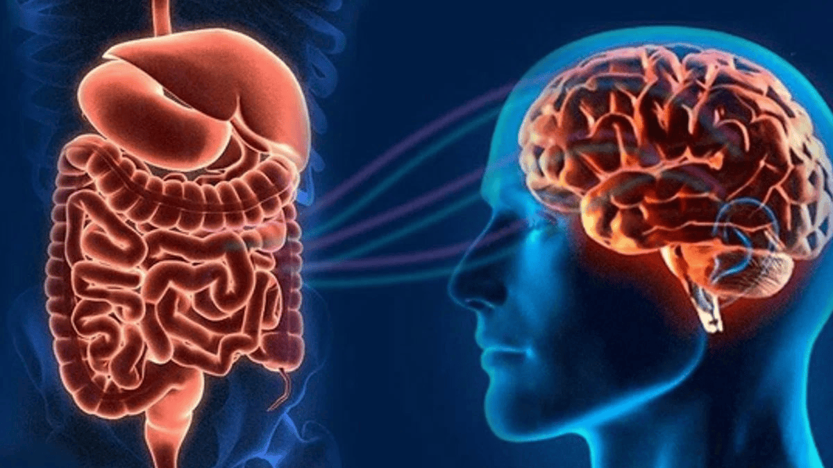 Кишечник – "второй мозг": как его здоровье влияет на старение и риск рака