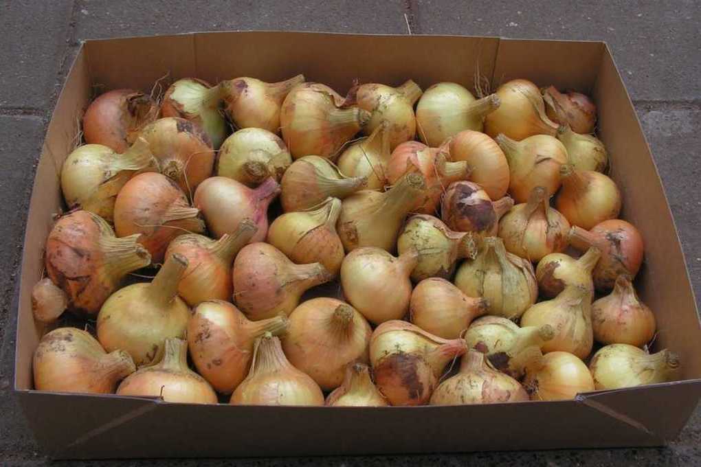 Хранение лука: главные правила и особенности