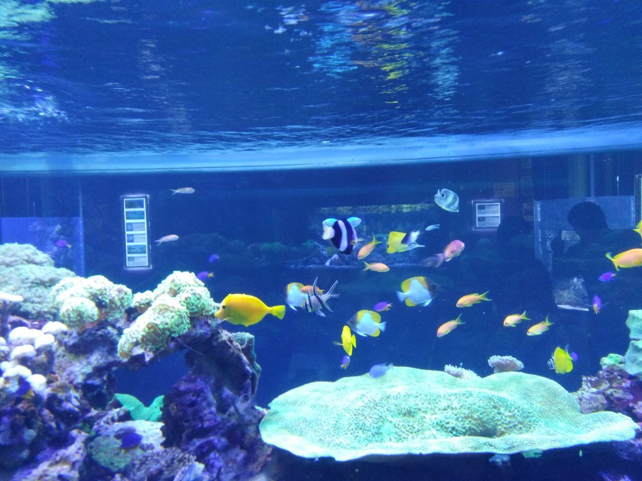 Морские обитатели в Питерском океанариуме.