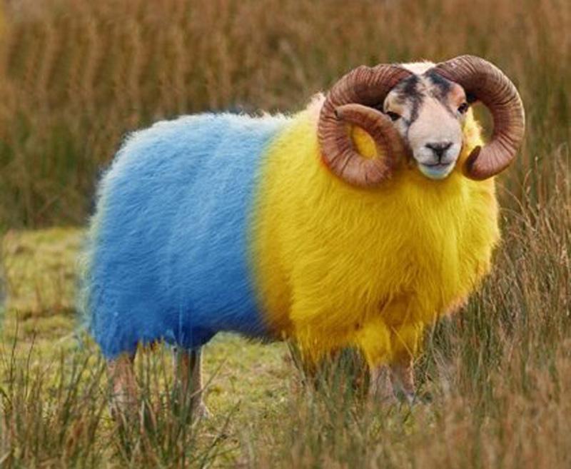 Украинские ресурсы. Или для чего кормят барана