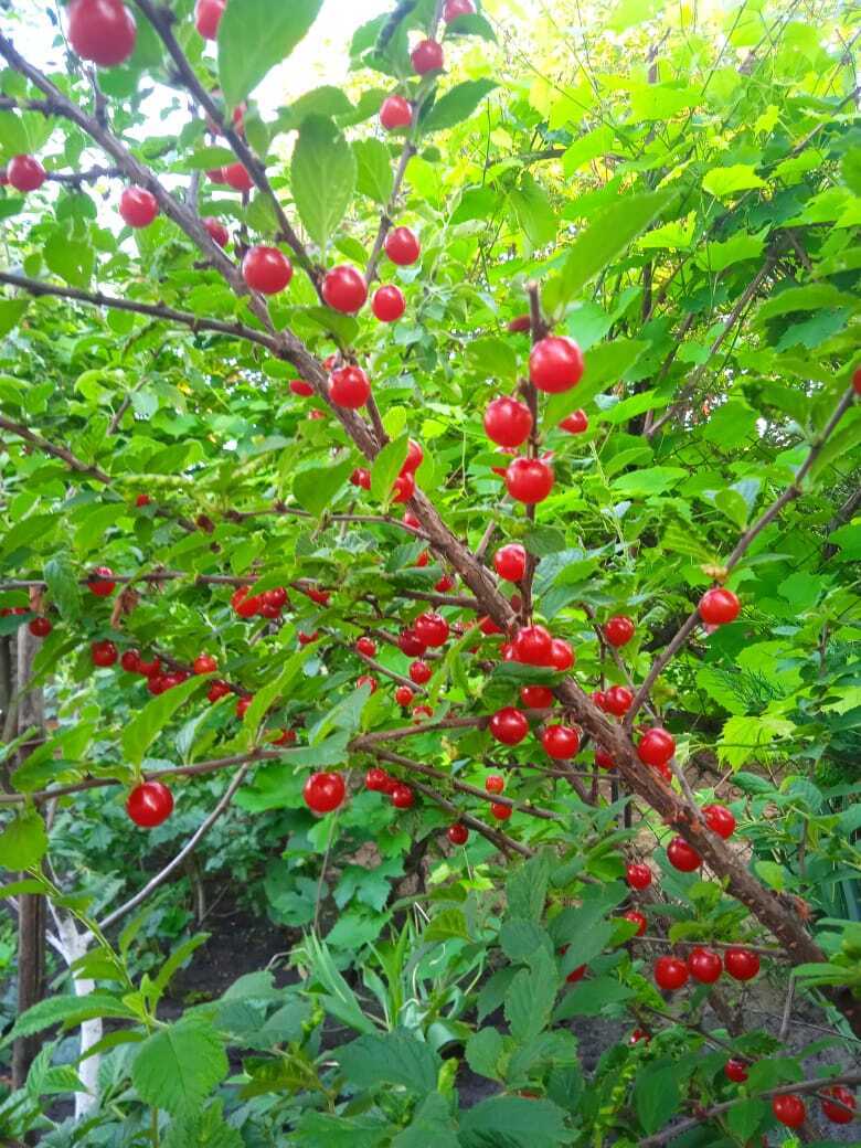 Пять причин посадить войлочную вишню