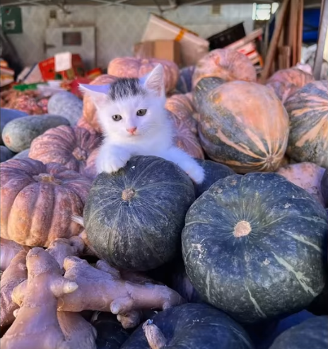 Ухаживайте за вашей кошкой: лучшие способы заботы о вашем питомце