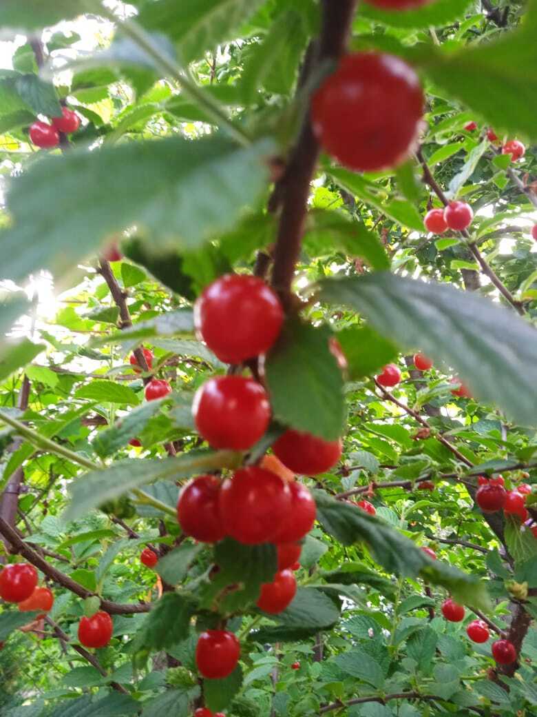 Пять причин посадить войлочную вишню