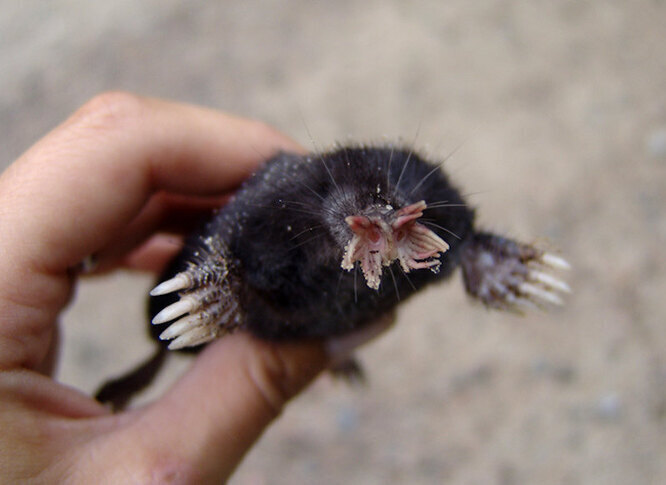 Крот-звездорыл: загадочный мастер подземелий