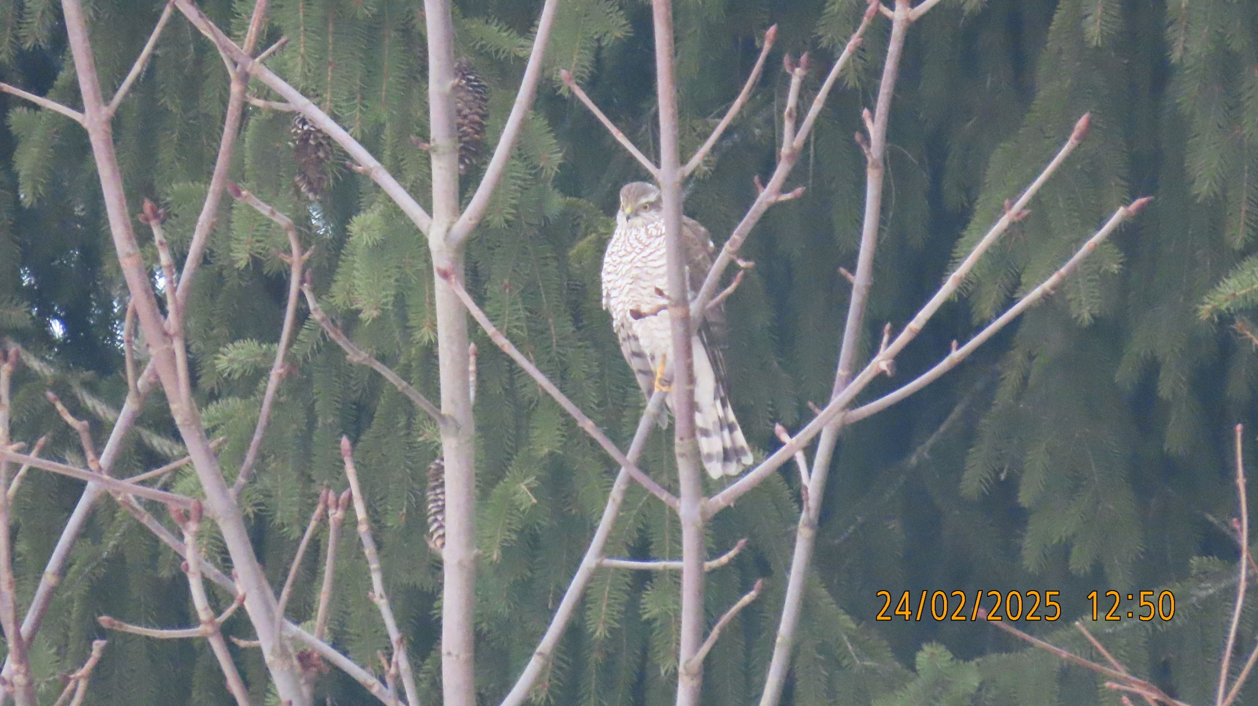 Последний понедельник Февраля. /Межстоличье/