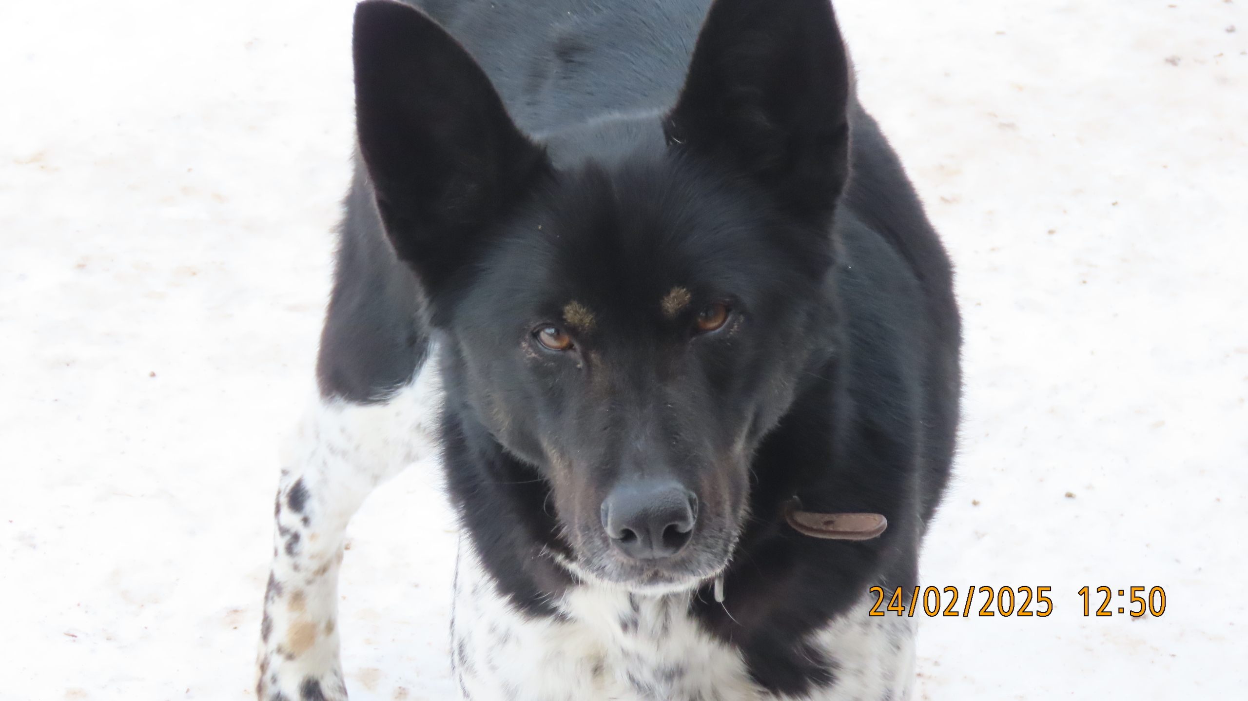 Последний понедельник Февраля. /Межстоличье/