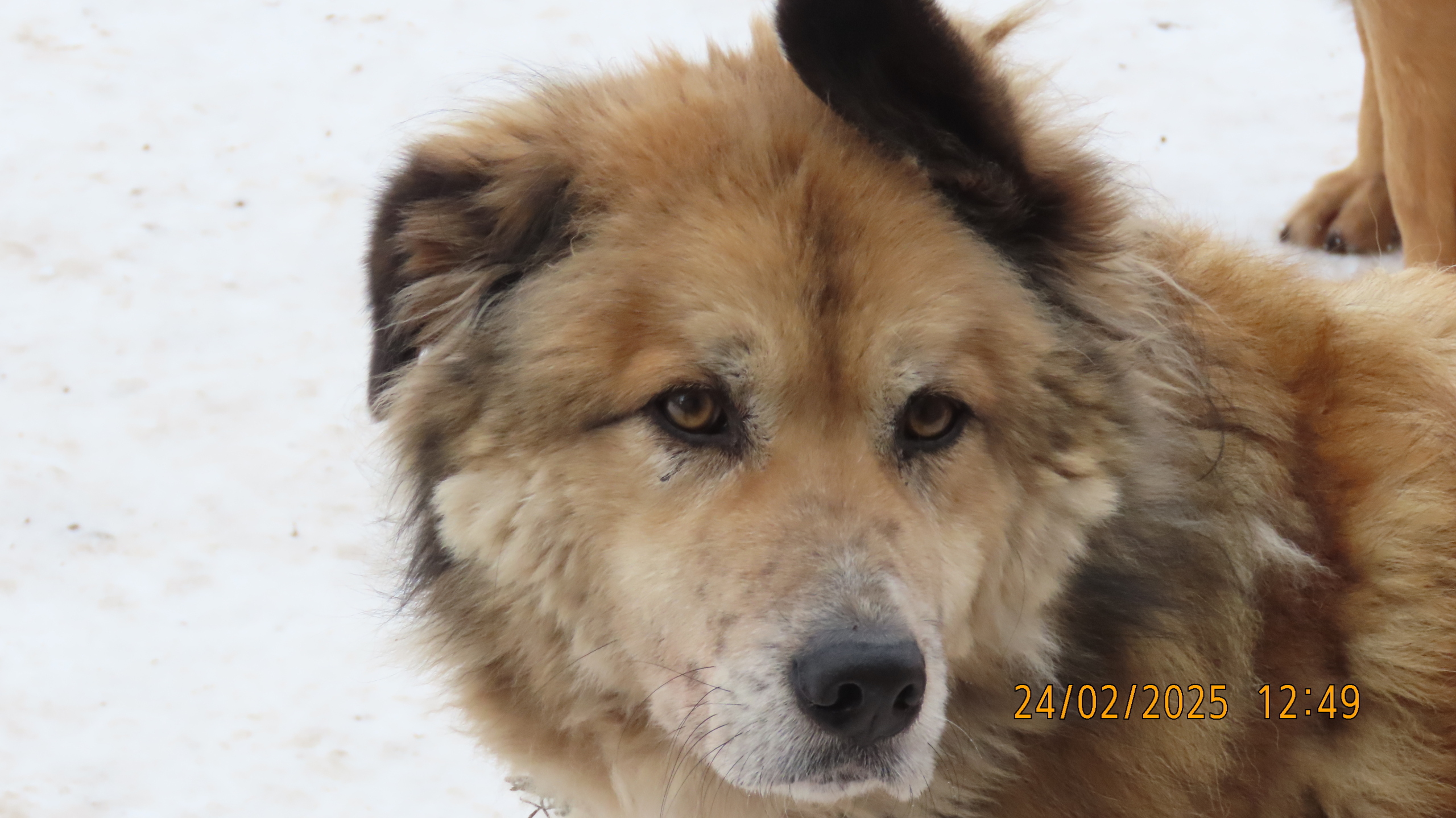 Последний понедельник Февраля. /Межстоличье/