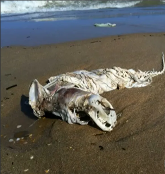 Чудовища Каспия