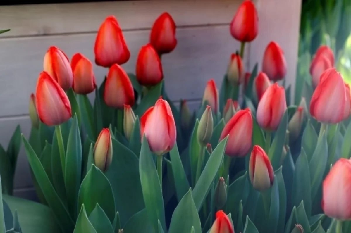 Женщины хотят получить на 8 Марта что-то практичное, цветы и «подарки-впечатления»