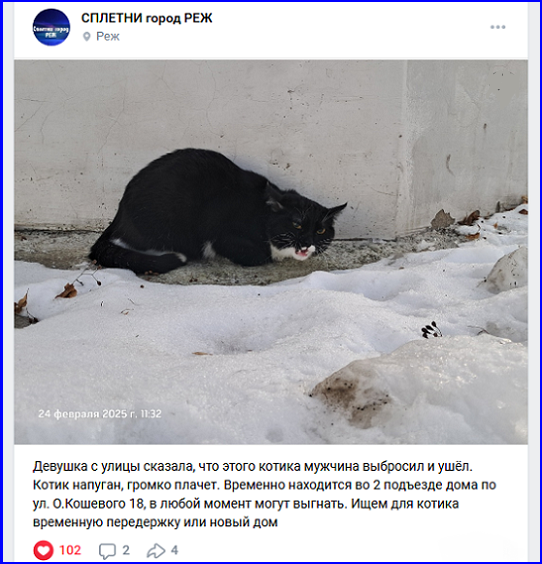 Жива, серьёзно не пострадала. Найдена кошка Муся, сброшенная живодёром со смотровой площадки в Крыму