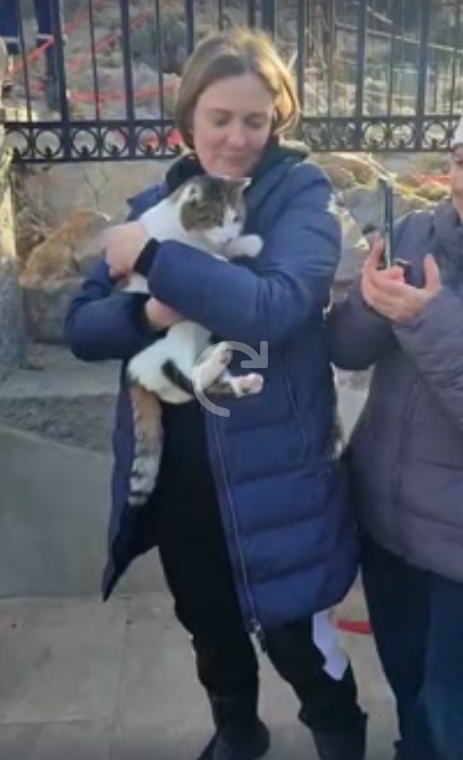 Жива, серьёзно не пострадала. Найдена кошка Муся, сброшенная живодёром со смотровой площадки в Крыму