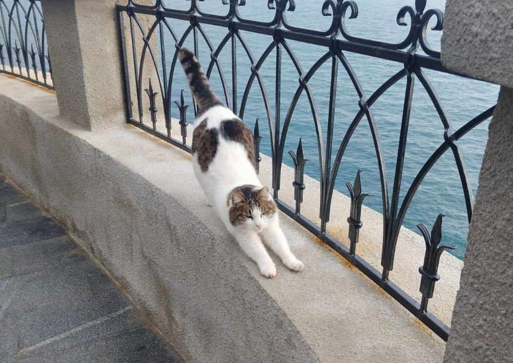 Выбралась на камни и ждала помощи: как выжила сброшенная в море кошка Муся