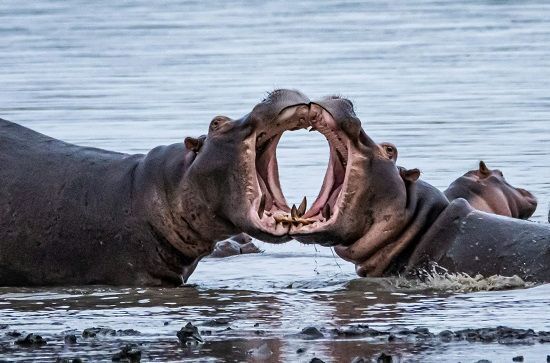 Если невозможно установить вину водителя в ДТП, то взыщут половину ущерба?