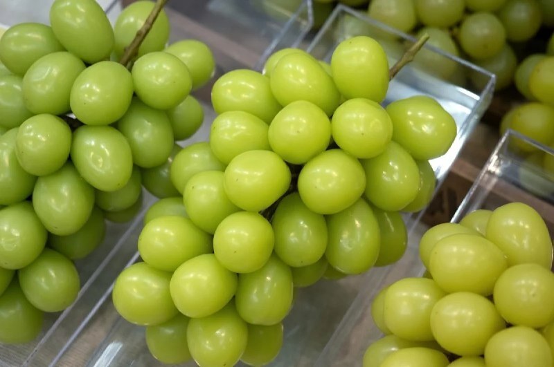 А в России едят. Почему гигантский виноград «Шайн мускат» запрещают в мире