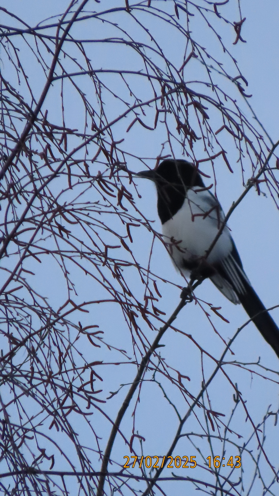 Прощай, февраль! /Межстоличье.