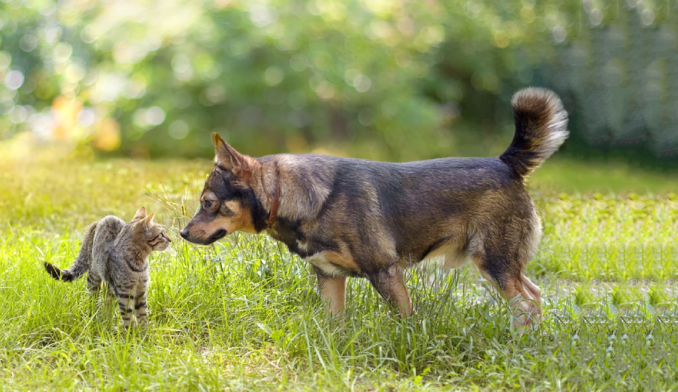 Таинственные связи мужчины и женщины. "А зачем ты меня обнюхиваешь?"