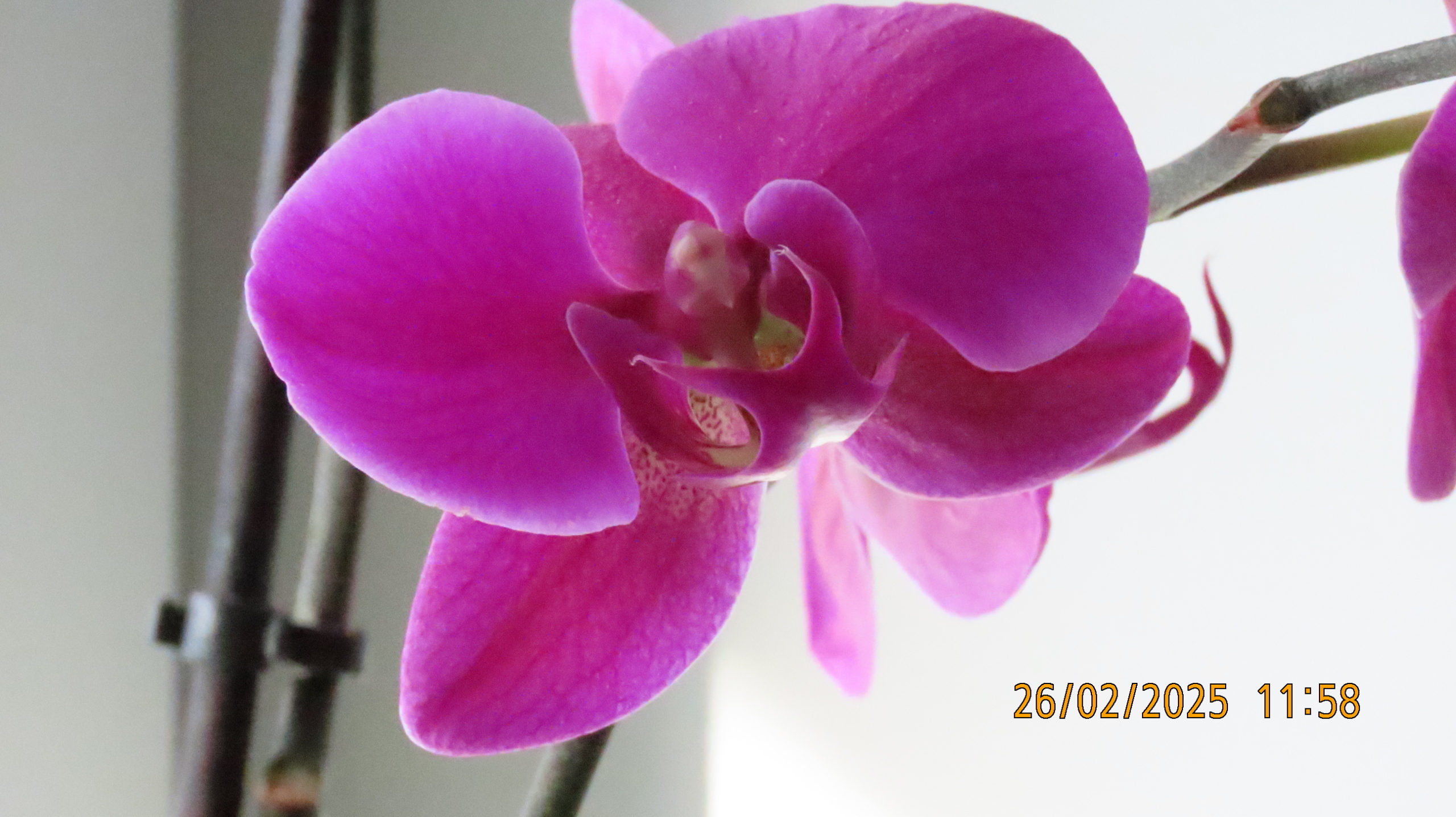 Прощай, февраль! /Межстоличье.