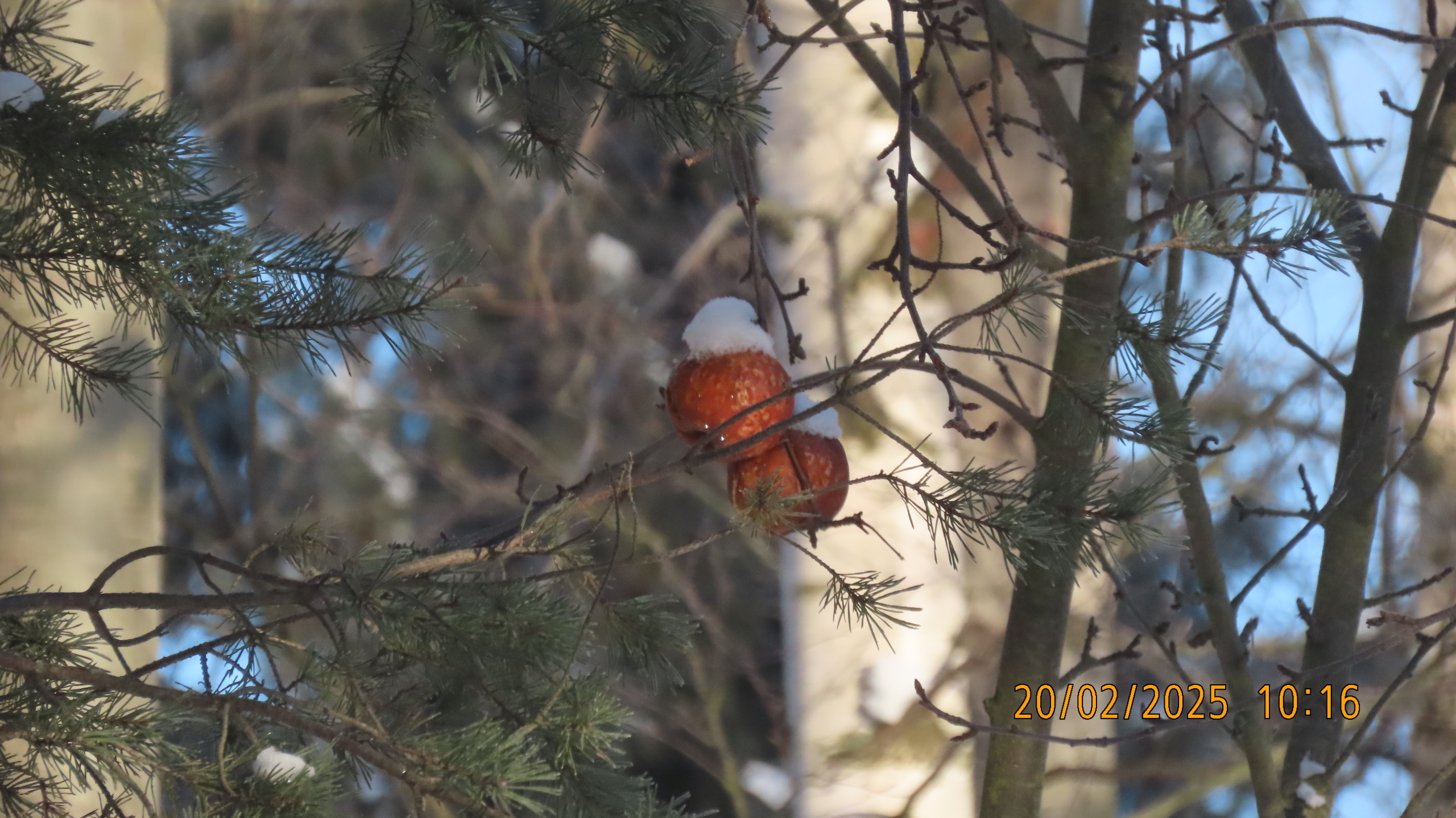 Прощай, февраль! /Межстоличье.
