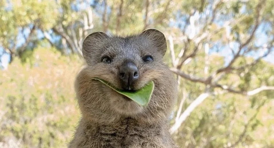 Самое счастливое животное на планете, а вы знали, что такое существует?