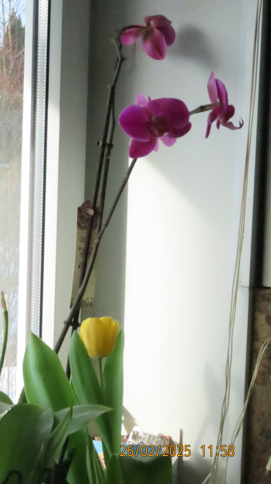 Вояж к Трампу или "Вид на Гудвина (великого и ужасного) из Межстоличья."