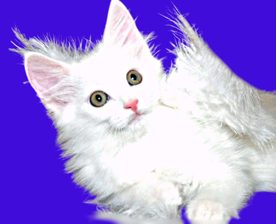 Выбросить нельзя оставить/отдать в хорошие руки