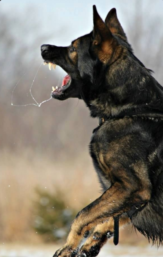 «Раны по всему телу»: в Хакасии стая агрессивных собак сбежала от хозяйки и искусала лицо восьмилетней девочки. И мы говорим о гуманности к животным.