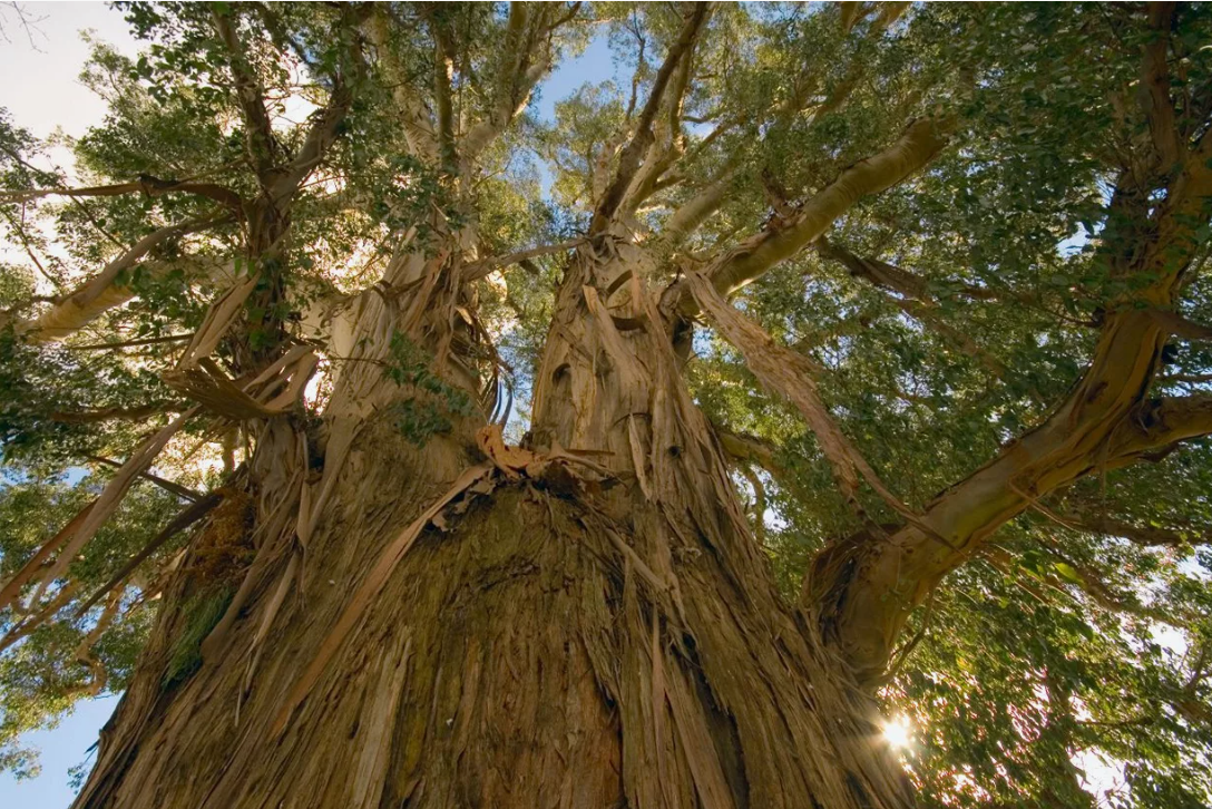 Уникальная природа Австралии (часть 5)