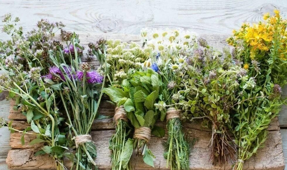 10 целебных трав и их полезные свойства