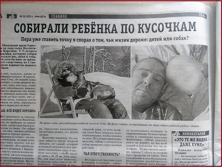 «Люди просят защитить их». Володин раскритиковал противников проекта о защите людей от бездомных животных