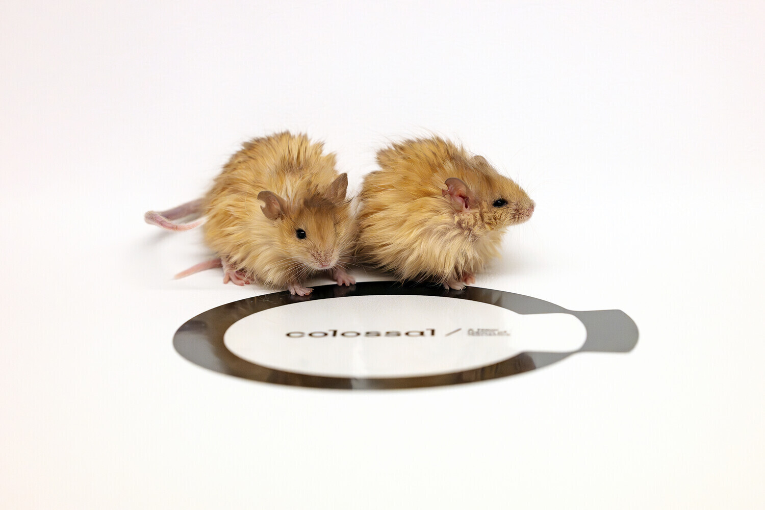 Игры в Бога? Ученые вывели новый вид шерстяных мышей, чтобы возродить вымерших мамонтов