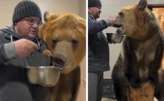 Мужчина кормит медведя, которого спас 30 лет назад от браконьеров: Сказка на реальных событиях